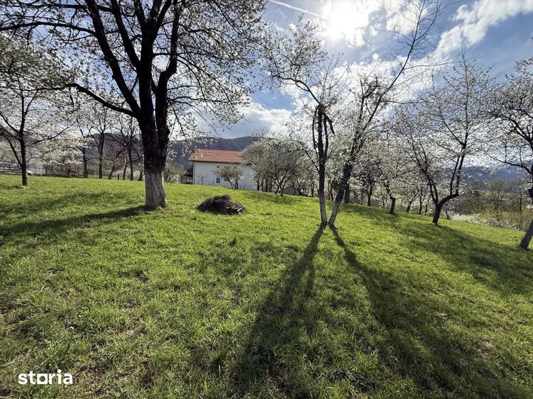 Teren de 1355 mp, în Tohănița