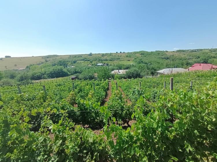 Casă individuală cu 5 camere cu Teren 3116 Mp în Valea lui Darie