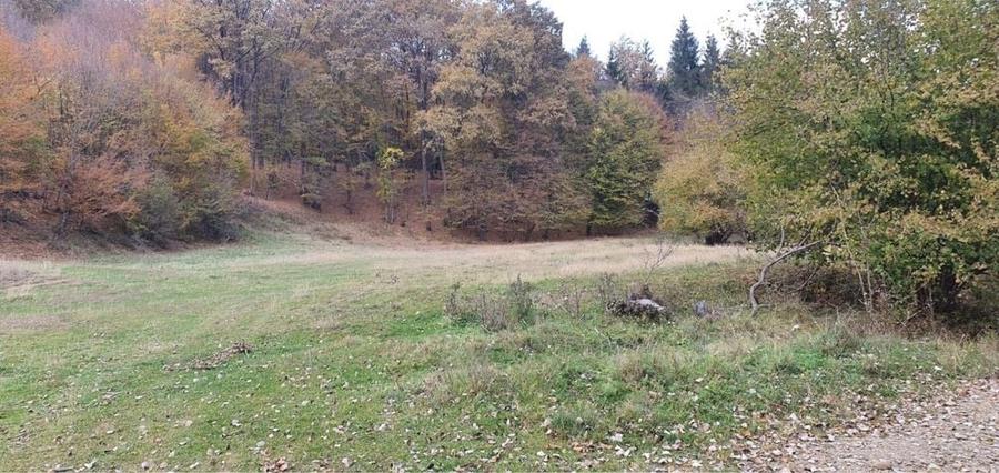 Teren de 50000 mp, în Frăsinet