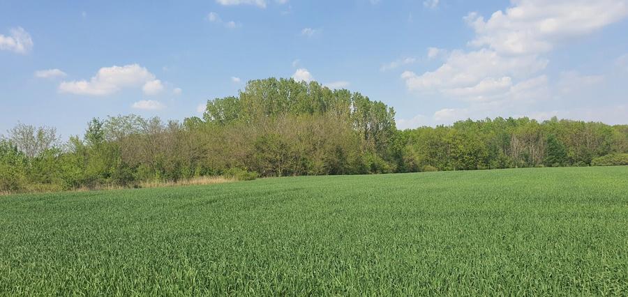 Teren agricol intravilan de 16872 mp, în Butimanu