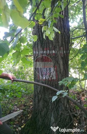 Teren în Dărmănești