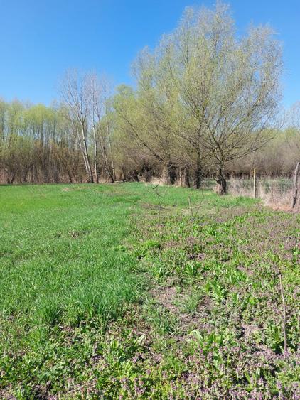 Teren Construcții intravilan de 3800 mp, în Măstăcani