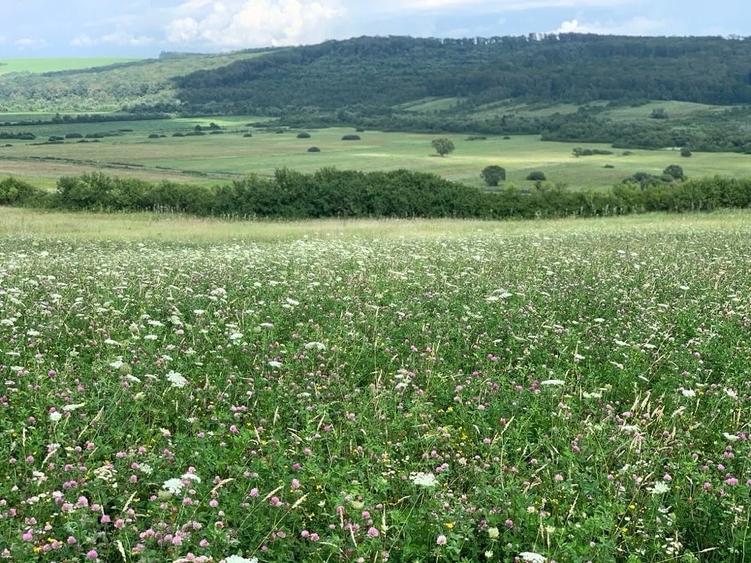 Teren de 580 mp, în Brestovăț