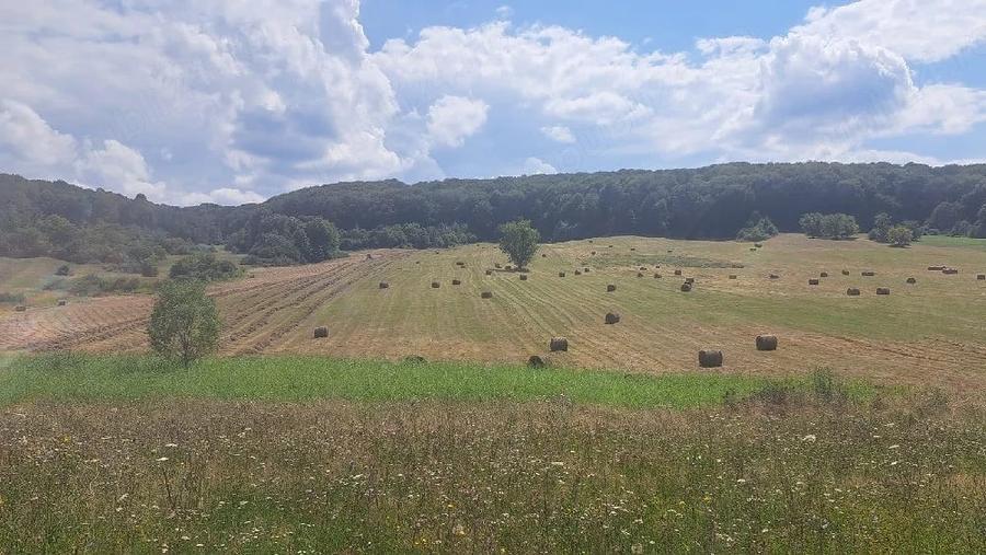 Teren de 200000 mp, în Alimpești