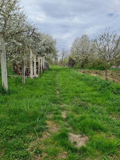 Teren de 1000 mp, în Cipău