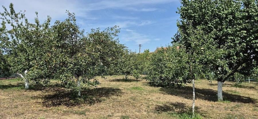 Casă cu Teren 1000 Mp în Bodrogu Nou