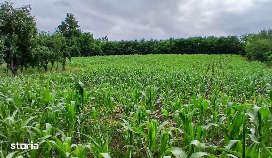 Casă cu 2 camere cu Teren 7000 Mp în Central