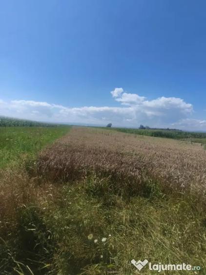 Teren de 10000 mp, în Măneuți