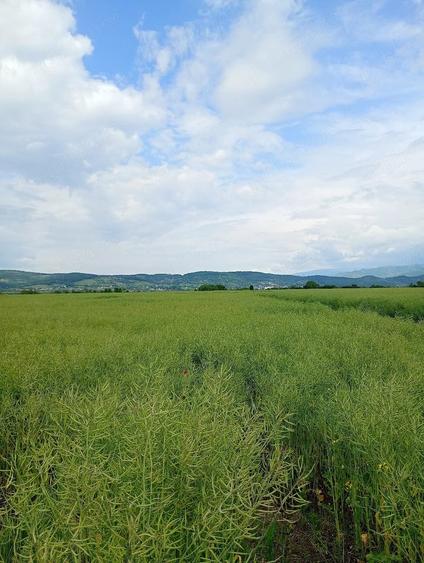 Teren de 2900 mp, în Central