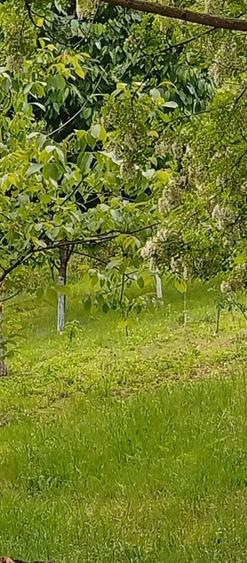 Teren de 970 mp, în Săsciori