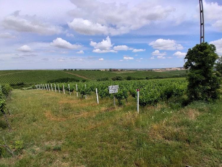 Teren de 11000 mp, în Măderat