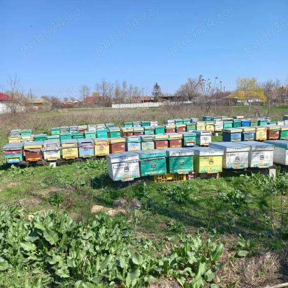 Teren de 5000 mp, în Mihai Viteazu