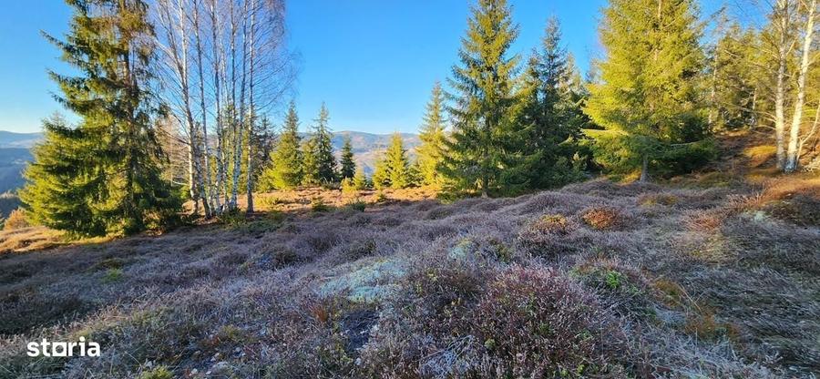 Teren intravilan 3.120 mp in Sohodol, Albac - Muntii Apuseni - 3