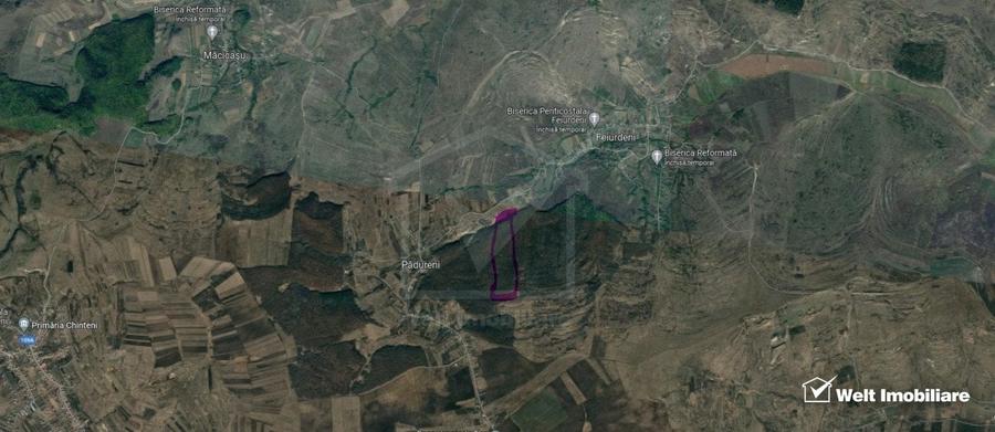 29.000 mp padure in Padureni (Chinteni), 100% material lemnos - 3