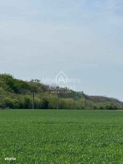Vanzare teren 7.000 mp Buftea, zona Tamasi | langa padure