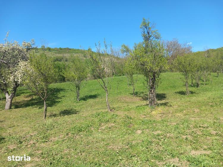 Teren spectaculos ,Porumbeni12.822 mp livada,case ?i panorama superba - 6