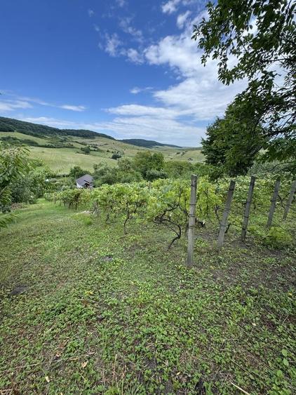 Teren de 2548 mp, în Central