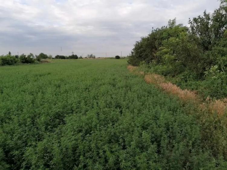 Teren de 7444 mp, în Tătăranu