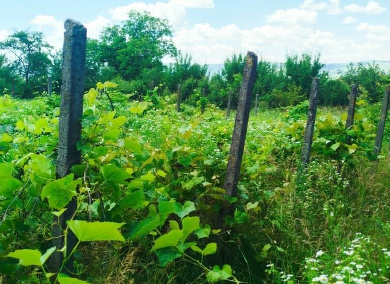 Casă individuală cu 4 camere cu Teren 2780 Mp în Ciurea