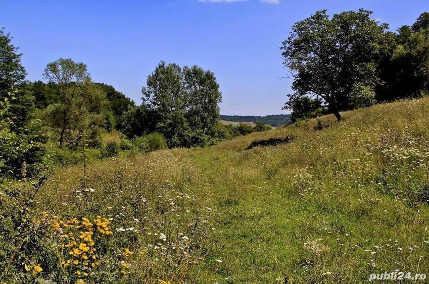 Teren de 50000 mp, în Zătreni