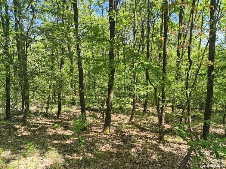 Teren de 4000 mp, în Mădulari