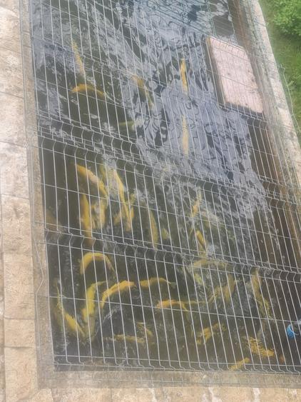 Casă individuală cu 12 camere cu Canalizare în Furnica