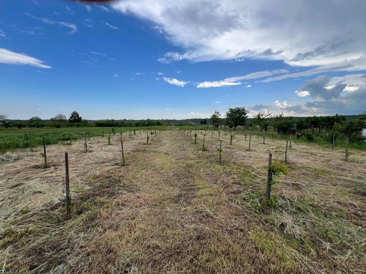 🏡 CASĂ + TEREN INTRAVILAN 4.971 MP – URECHEȘTI, VRANCEA - 21