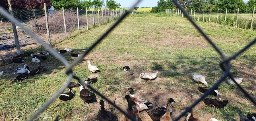 Teren 1000 mp, Oituz (16 min de Constanta) - 7