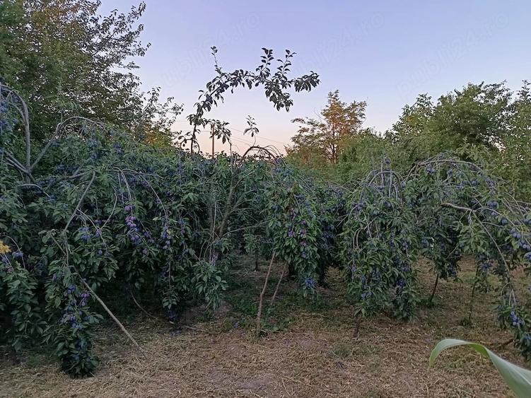 Casă cu 3 camere cu Teren 2200 Mp în Broșteni (Vișina)