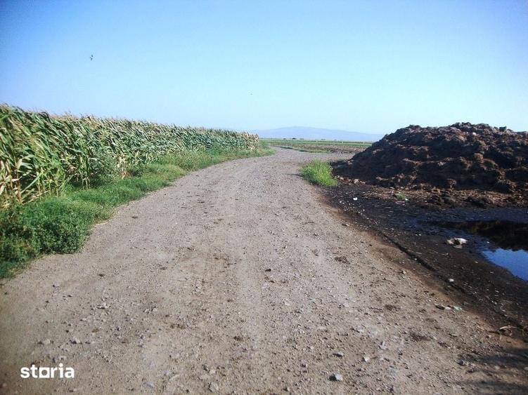 Teren de 5000 mp, în Amaru