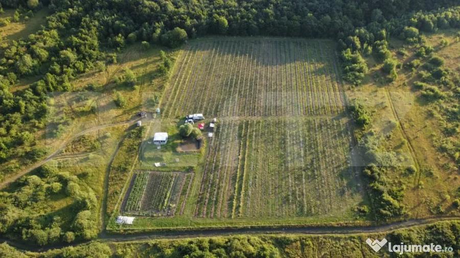 Afacere la Cheie: Planta?ie Afine 1.93 Ha Profit Ga - Bistrita (Bistrita-Nasaud) - 1