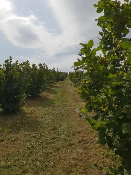 Teren de 27000 mp, în Orașu Nou