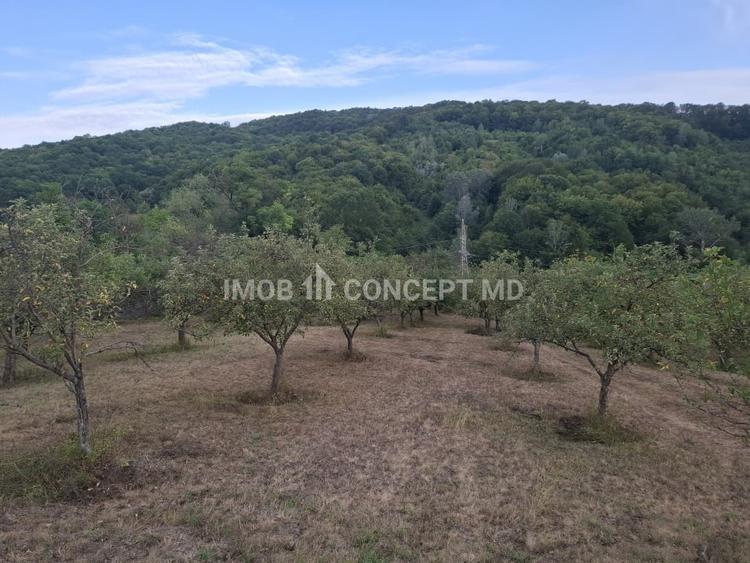Teren agricol extravilan de 16189 mp, în Șoimari