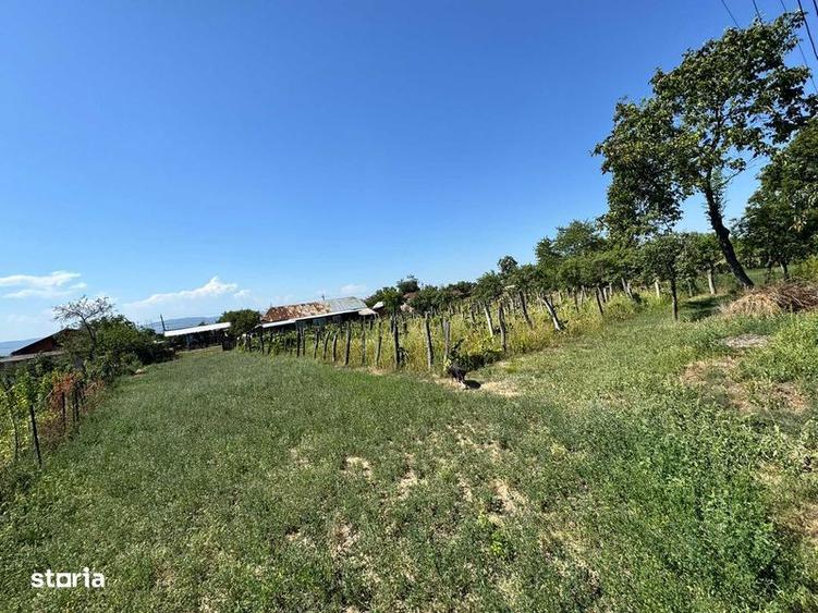 Teren de 1300 mp, în Tamași