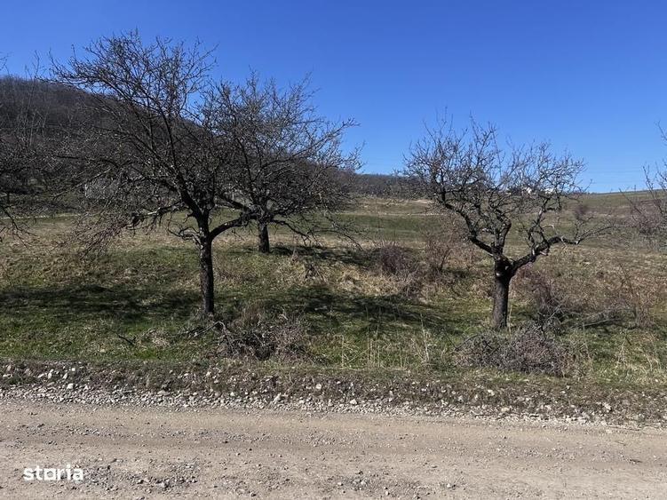 17 parcele Teren extravilan Drumul Dumitrei Noi - 1