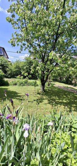 Proprietar vand casa in Valea Lupului pozitie excelenta, gradina superba si potential comercial - 4