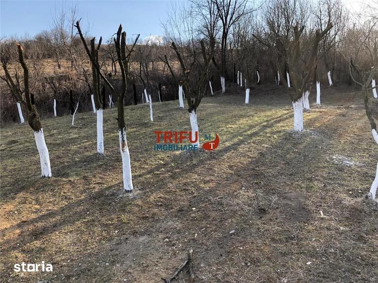 Casă cu 4 camere cu Teren 3000 Mp în Cricău