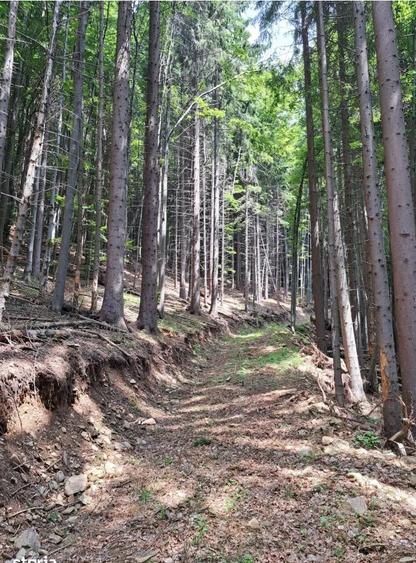 Teren de 67500 mp, în Valea