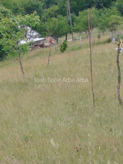 Teren 8,5 ha, Valea Neagra, Petrova, Maramures