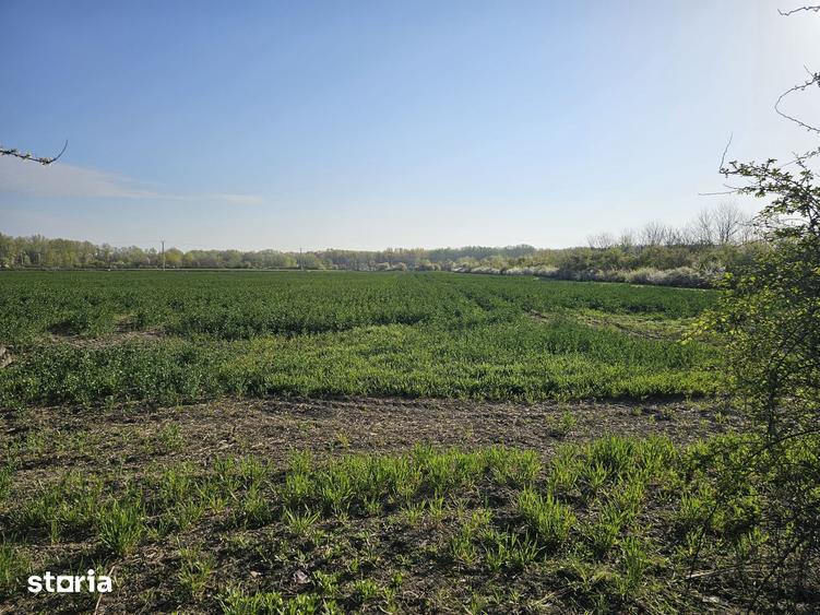Teren de 10100 mp, în Gorgota