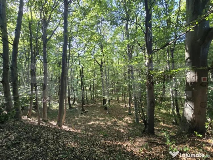 Teren de 524 mp, în Făget