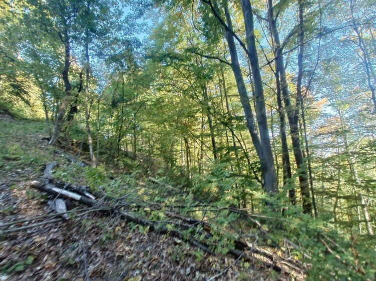 Teren extravilan de 36748 mp, în Căzănești