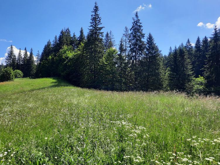 Teren de 3836 mp, în Malul Ursului