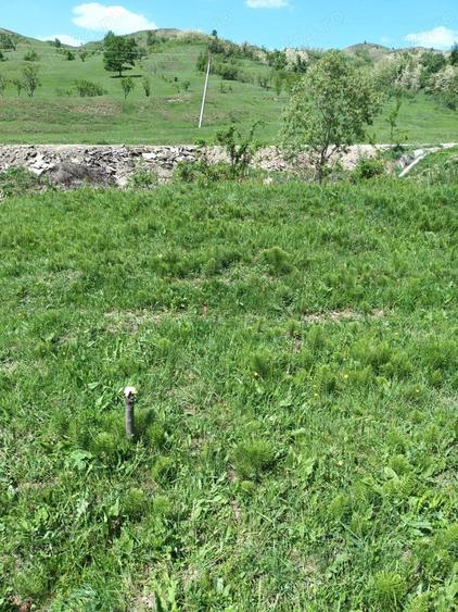Teren de 18200 mp, în Poiana
