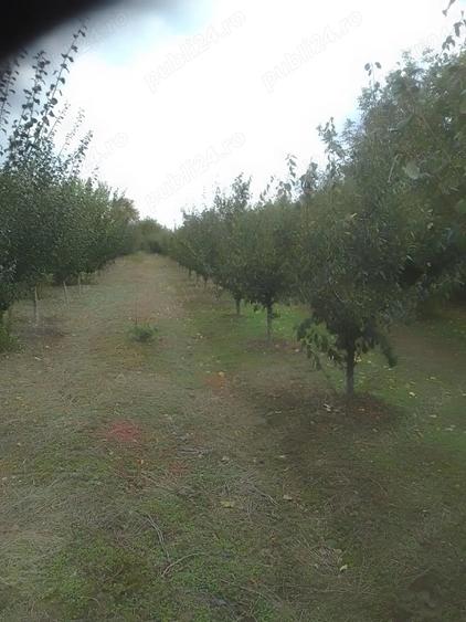 Teren de 4700 mp, în Gologanu