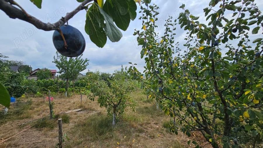 Casă cu 3 camere cu Teren 1500 Mp în Drislea