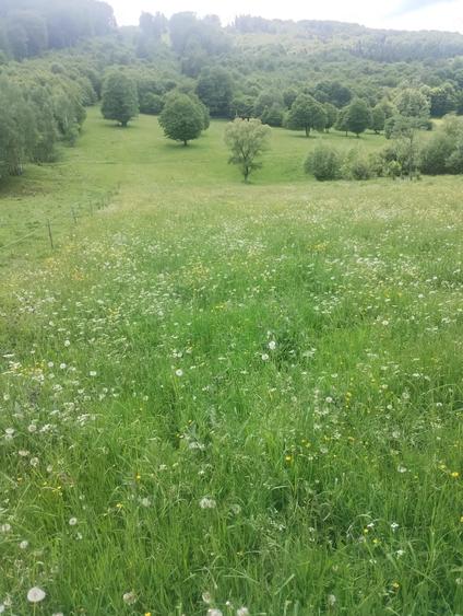 Teren de 5800 mp, în Scrădoasa