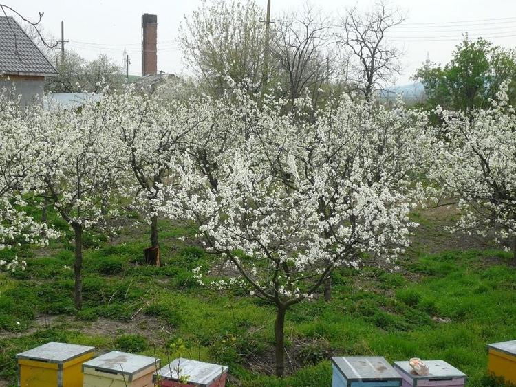 Teren de 18212 mp, în Turnu Măgurele