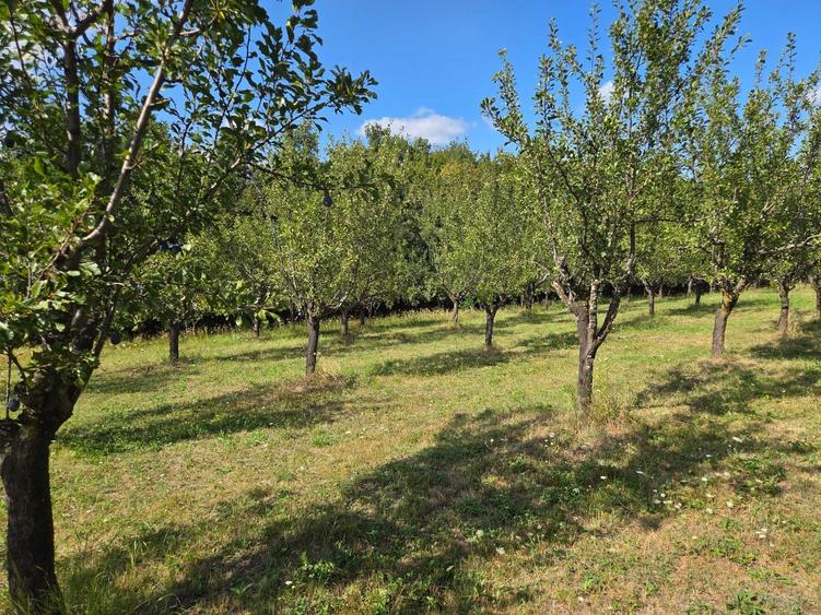 Teren de 6932 mp, în Cuca