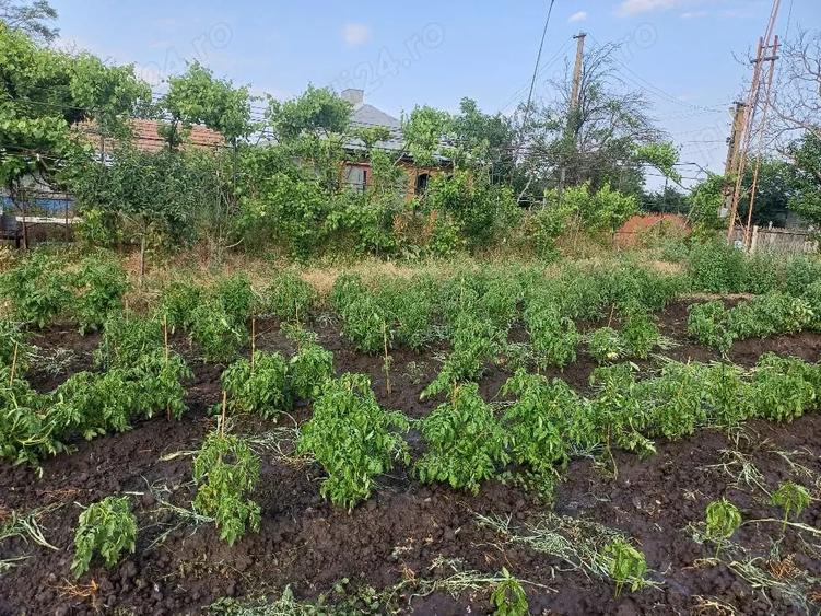 Casă cu Teren 3618 Mp în Smârdan